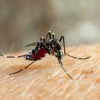 site-dengue