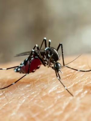 site-dengue