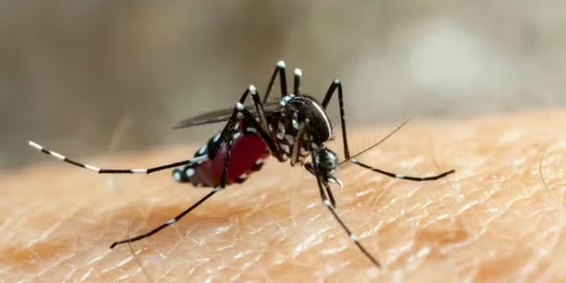 site-dengue