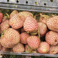 morangos-branco-e-rosa