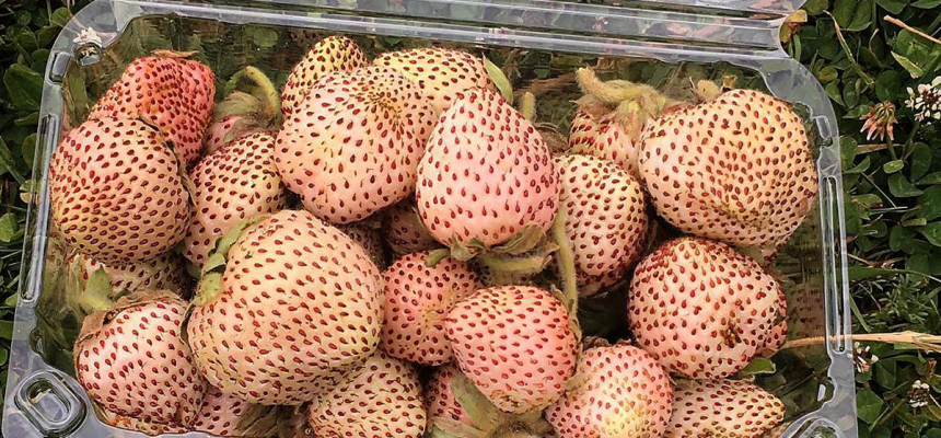 morangos-branco-e-rosa